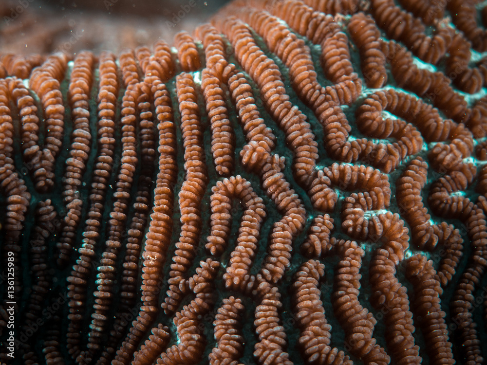 Coral Reef Texture, Macro Coral Reef Texture, Macro
