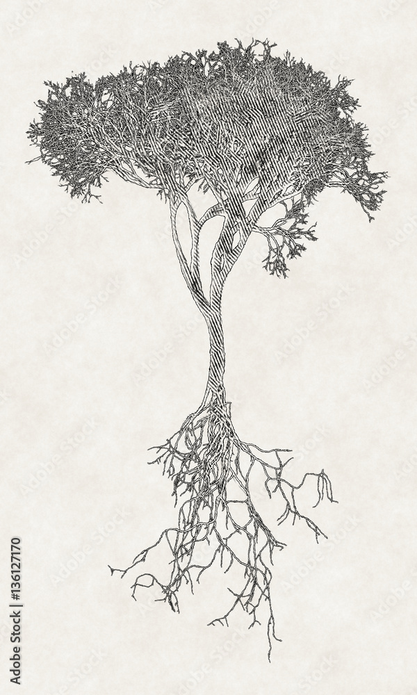 Shaded bare tree with root system Stock Illustration | Adobe Stock