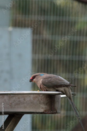 Blue naped mousebird Urocolius macrourus photo