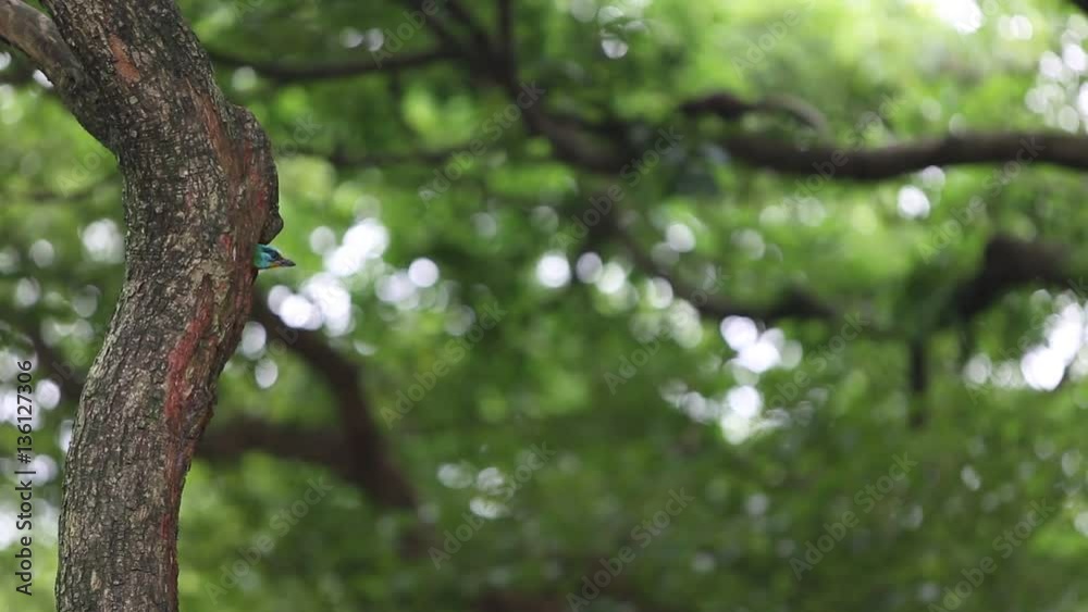A bird Taiwan Barbet (Megalaima nuchalis) in the hole nest on the tree at Taiwan Daan Forest Park in Taipei, Muller's Barbet is a Colorful Bird a species endemic to Taiwan-Dan A bird Taiwan Barbet (Megalaima nuchalis) in the hole nest on the tree at Taiwan Daan Forest Park in Taipei, Muller's Barbet is a Colorful Bird a species endemic to Taiwan-Dan