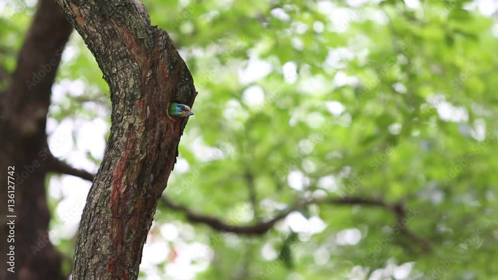 Two bird Taiwan Barbet (Megalaima nuchalis) fly from the hole nest on the tree at Taiwan Daan Forest Park in Taipei, Muller's Barbet is a Colorful Bird a species endemic to Taiwan-Dan Two bird Taiwan Barbet (Megalaima nuchalis) fly from the hole nest on the tree at Taiwan Daan Forest Park in Taipei, Muller's Barbet is a Colorful Bird a species endemic to Taiwan-Dan