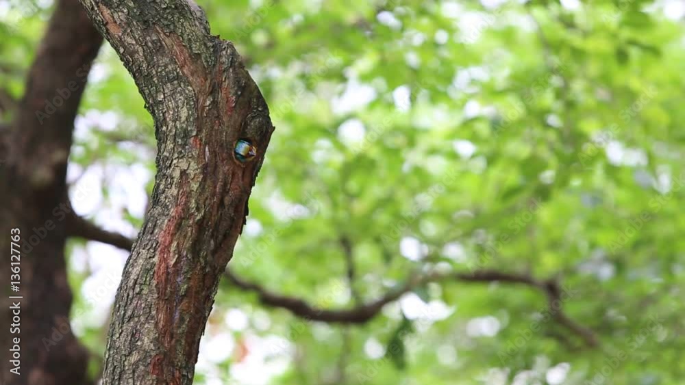 A bird Taiwan Barbet (Megalaima nuchalis) in the hole nest on the tree at Taiwan Daan Forest Park in Taipei, Muller's Barbet is a Colorful Bird a species endemic to Taiwan-Dan A bird Taiwan Barbet (Megalaima nuchalis) in the hole nest on the tree at Taiwan Daan Forest Park in Taipei, Muller's Barbet is a Colorful Bird a species endemic to Taiwan-Dan