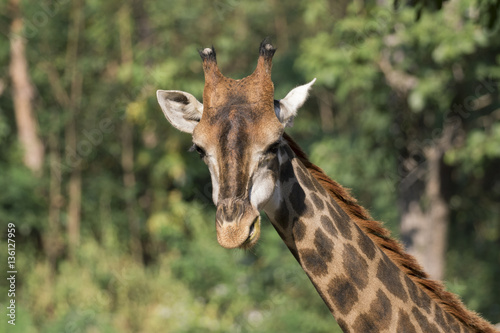 Fototapeta Naklejka Na Ścianę i Meble -  Image of a giraffe head on nature background. Wild Animals.