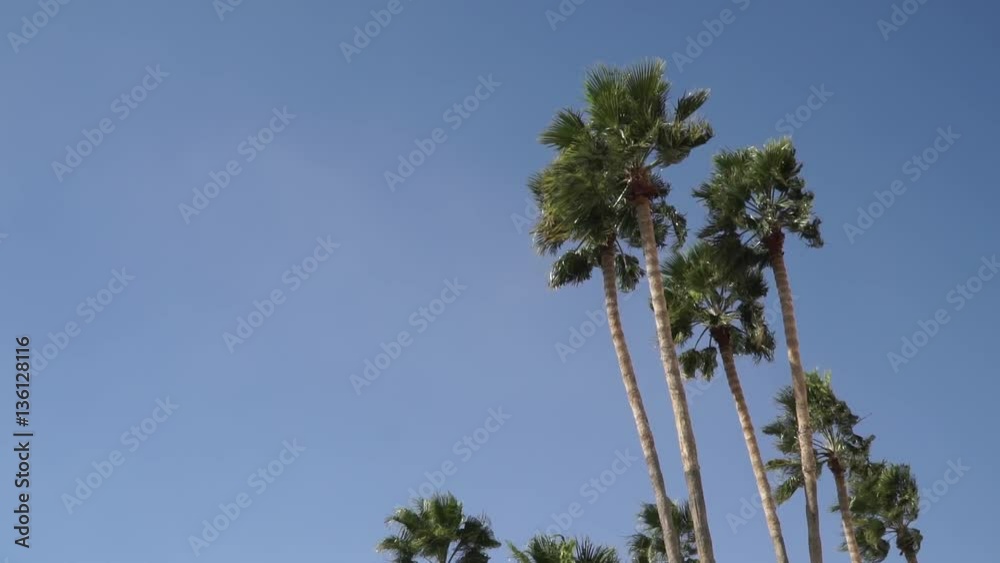 Palmeras Viento 