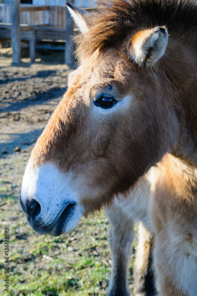 Fototapeta premium Przewalski-Horse
