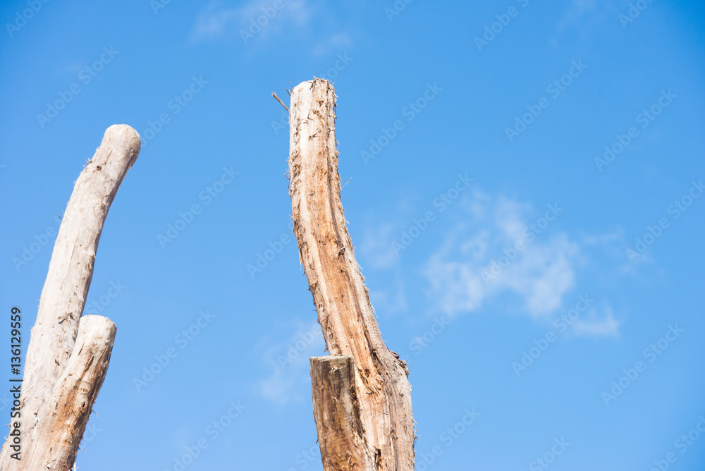 Two Tall dead tree trunks isolated blue sky