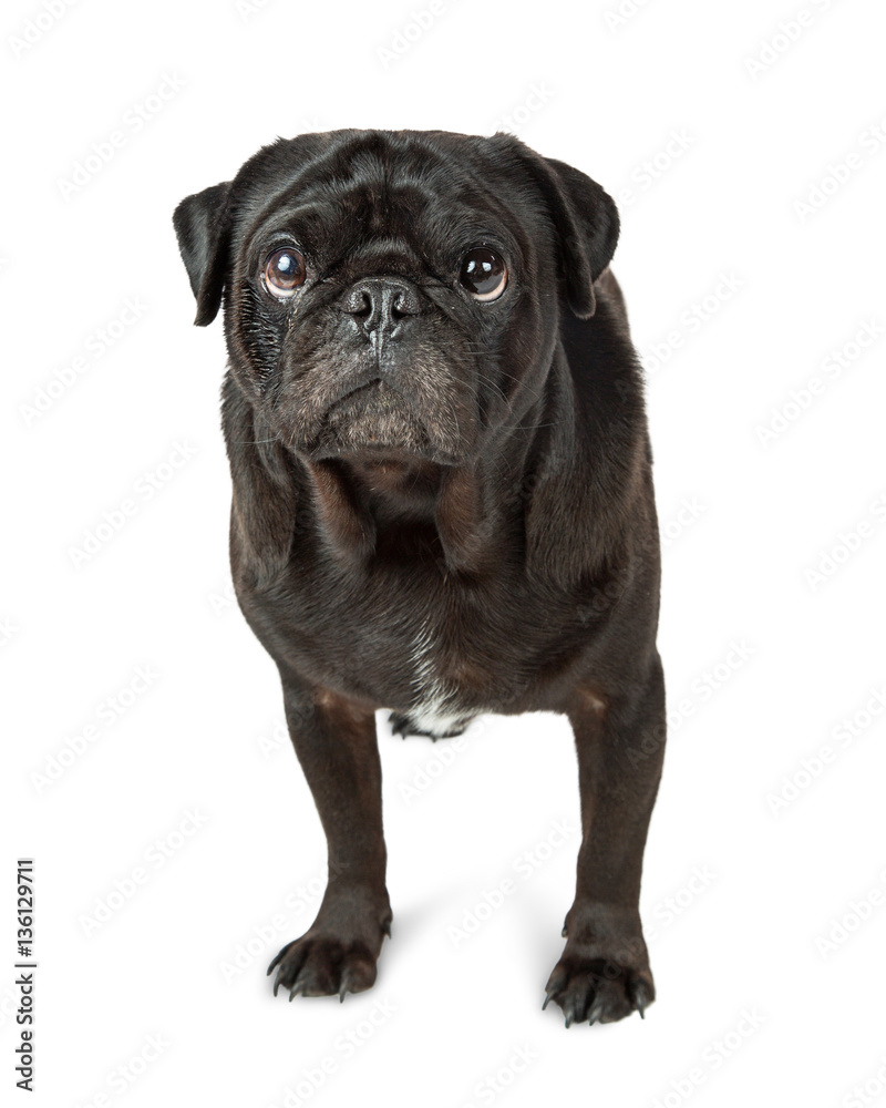 Black Pug Dog Over White