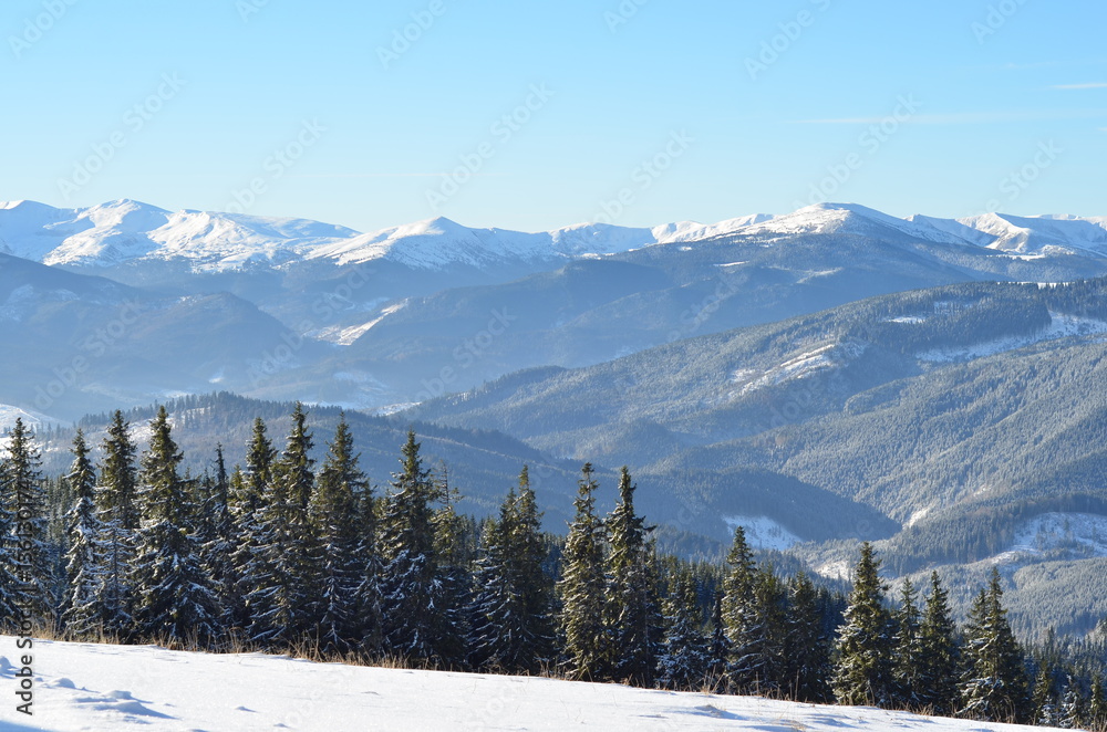 Winter nature. Winter forest landscape, snowy winter forest, winter sunny landscape