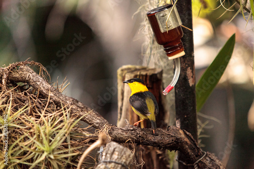 Golden collared manakin Manacus vitellinus photo