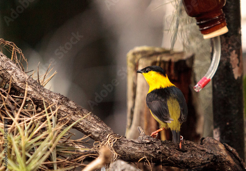 Fotografie Golden collared manakin Manacus vitellinus