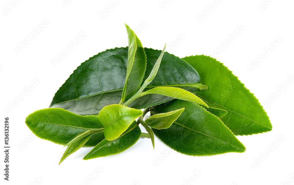 Fresh Tea leaf isolated on the white background Fresh Tea leaf isolated on the white background