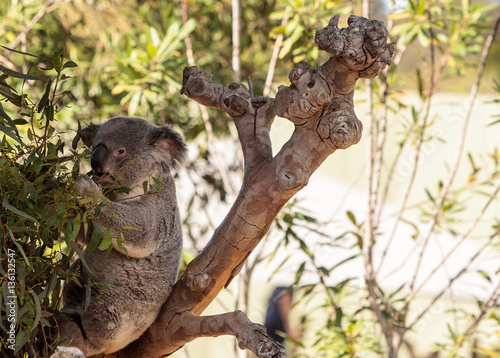 Photography Koala bear Phascolarctos cinereus