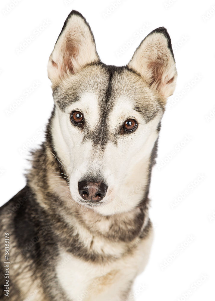 Husky dog closeup over white
