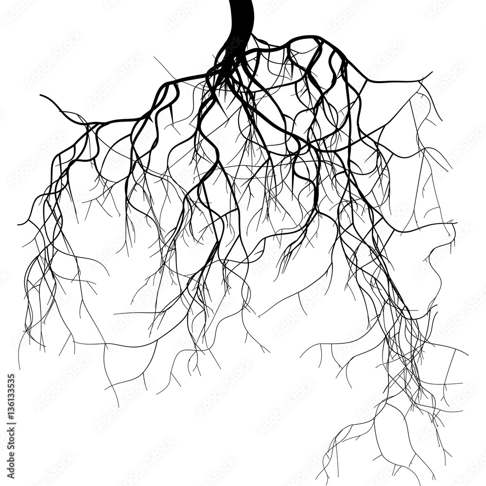 Black root system   - obrazy, fototapety, plakaty 