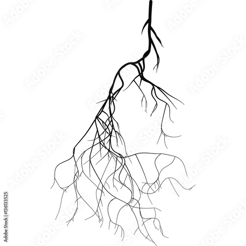 Black root system 