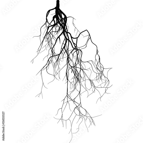 Black root system 