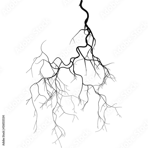 Black root system  