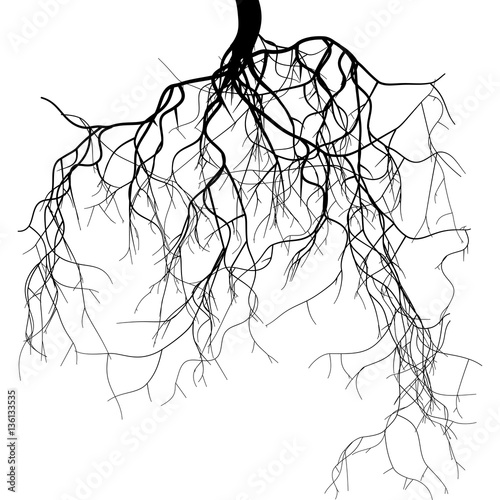Fotobehang Black root system