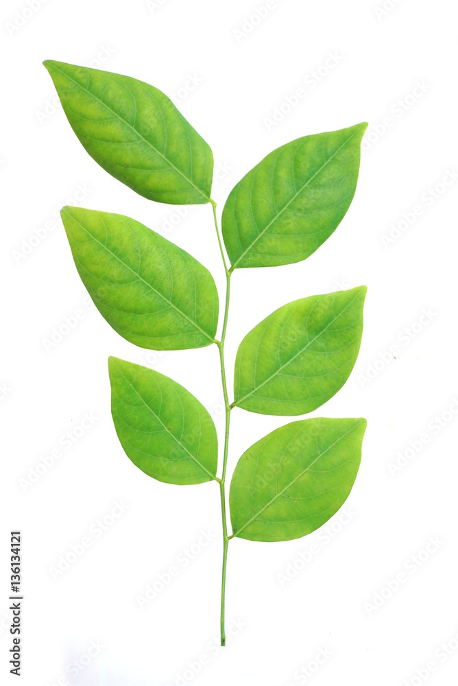 green leaf isolated on a white background 