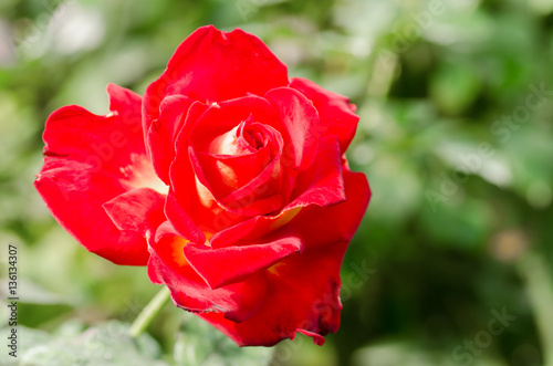 Red rose flower blossom in a garden