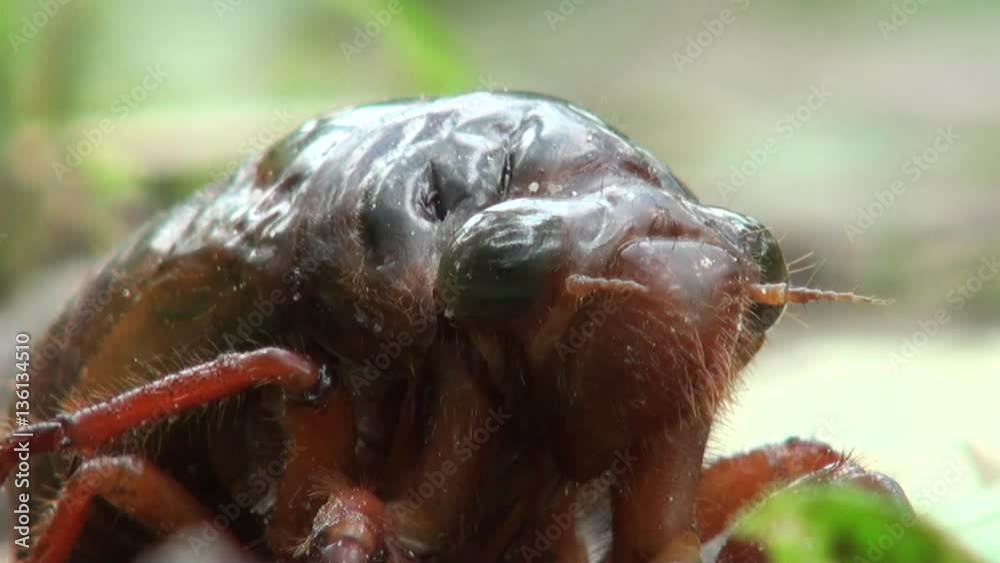 cicada in the ground-Dan cicada in the ground-Dan