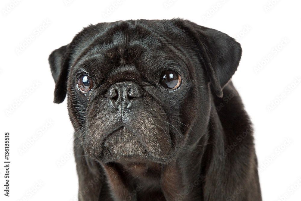 Portrait Black Pug Dog Over White