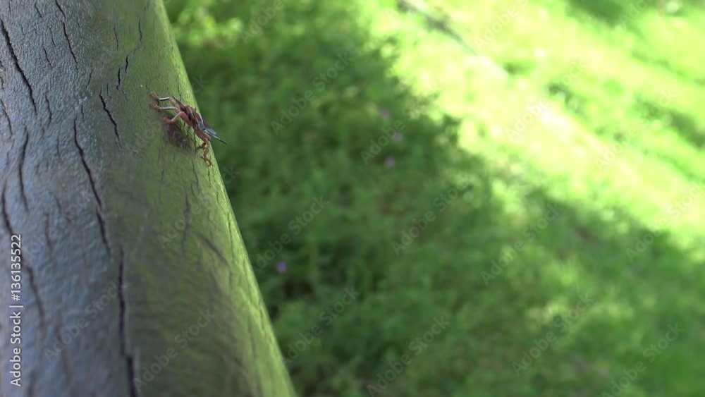 4K a Tessaratoma papillosa walking over the wood in the park of Taipei city. Tessaratomids large stink bugs have the ability to “spit” foul-smelling secretions-Dan