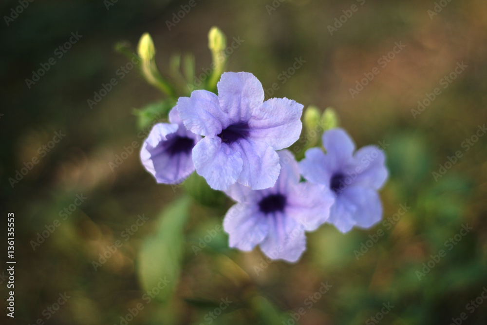 Colorful grass flowers wayside between sidewalk travel Colorful grass flowers wayside between sidewalk travel