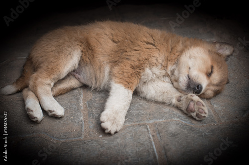 Sleeping puppy, Agra