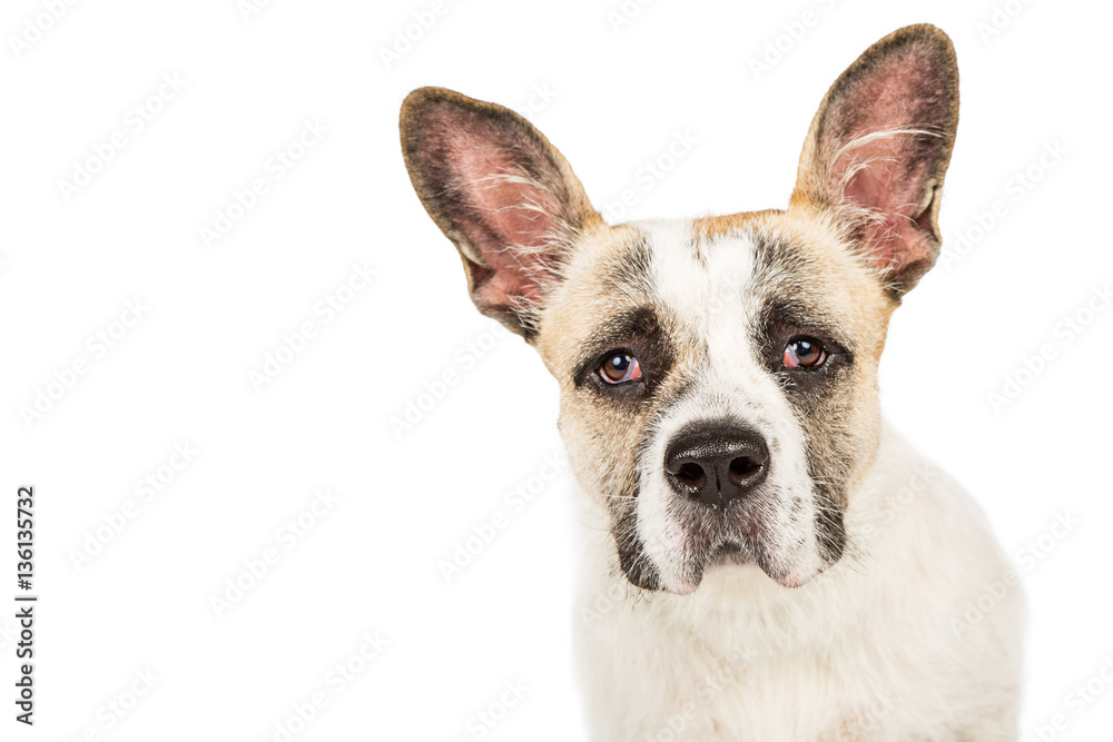 Portrait Dog With Sad Expression