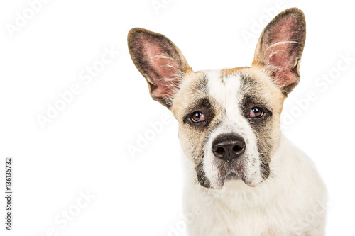 Portrait Dog With Sad Expression © adogslifephoto