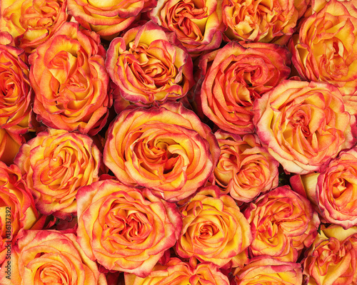 Fototapeta Naklejka Na Ścianę i Meble -  Colorful flower bouquet from yellow red roses for use as background. Closeup.