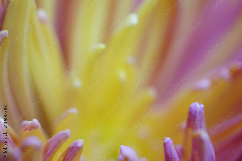 Fototapeta premium chrysanthemum flower Macro. Blurred yellow-pink background flower. Chrysanthemum petals closeup. For design. Nature.