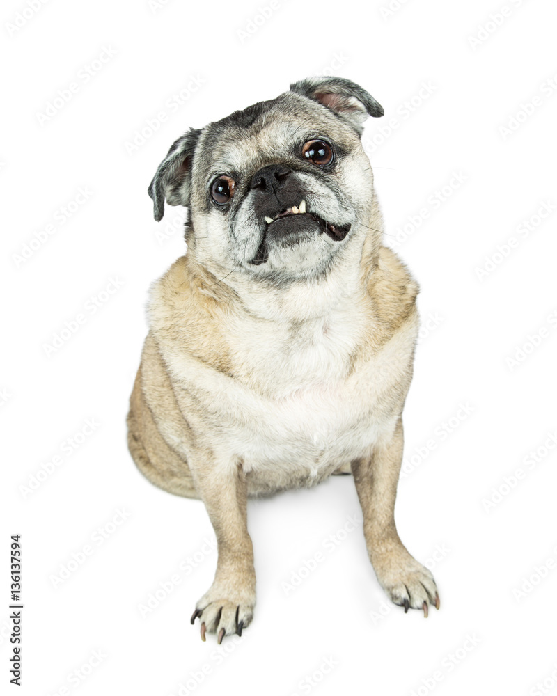 Senior Pug Breed Dog Sitting Looking Forward Senior Pug Breed Dog Sitting Looking Forward