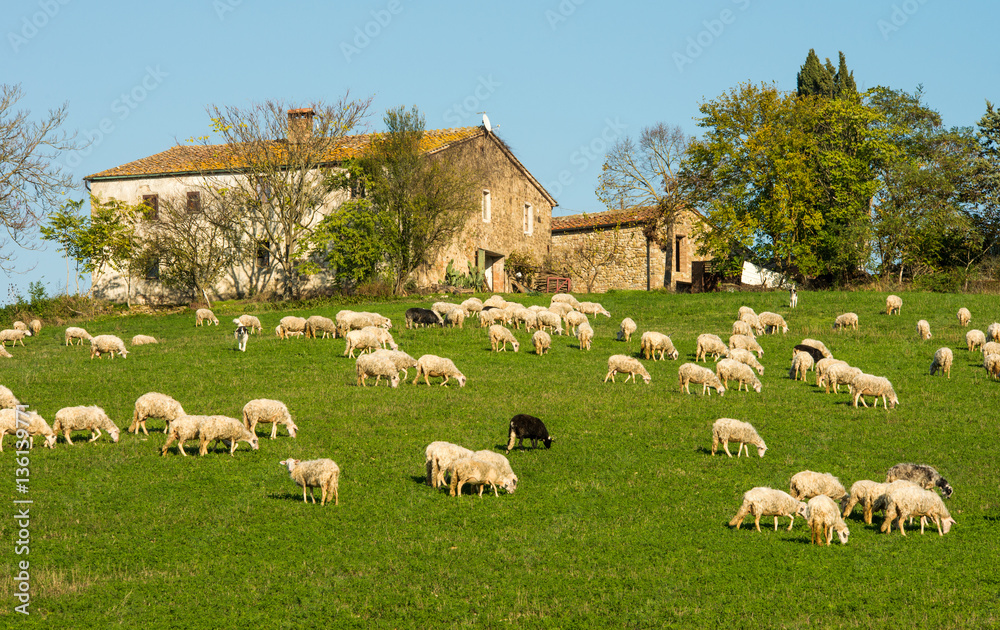 Fototapeta premium Scenic farm with feeding sheep in Tuscany