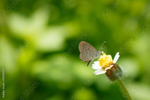 Closeup butterfly on tridax procumbens flower