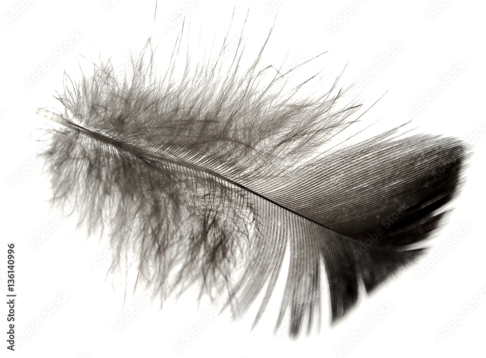 bird feather on a white background as a background for design bird feather on a white background as a background for design