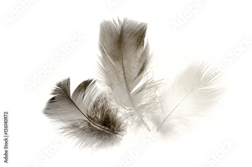 Fototapeta Naklejka Na Ścianę i Meble -  bird feather on a white background as a background for design