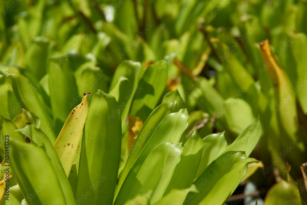 Close up picture of Bromeliad leave. 