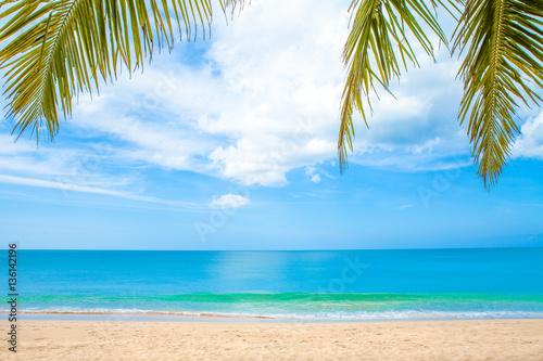 summer beach with palm trees