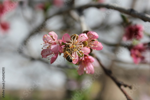 Peach tree blossom and a bee