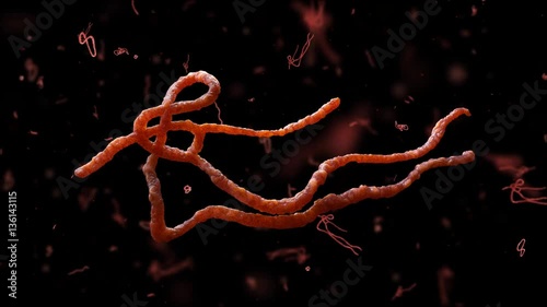 Parasitic nematode worms. Ascaris lumbricoides, which inhabit human intestine and cause disease ascariasis. Detailed 3d model of Ebola Virus on black background. 