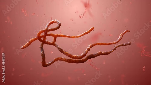 Ascaris lumbricoides, which inhabit human intestine and cause disease ascariasis. Detailed 3d model of Ebola Virus. Nematode parasites transmitted by mosquitoes which cause filariasis, elephantiasis