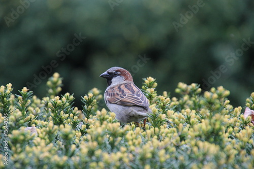 Sparrow at the Chicago's Lincoln Park photo