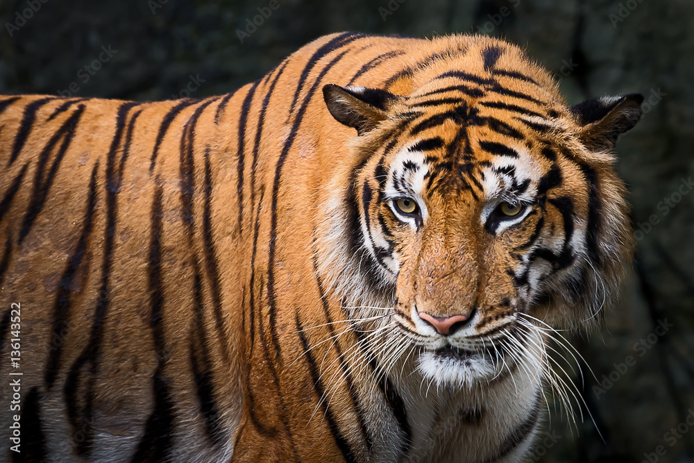 Naklejka premium Tiger.