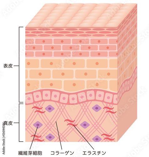 皮膚の構造 断面図 Stock イラスト Adobe Stock