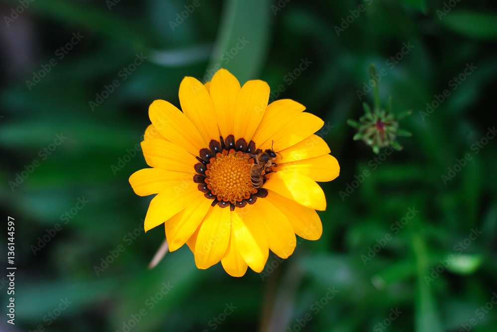 Yellow flower on the dark green background Yellow flower on the dark green background