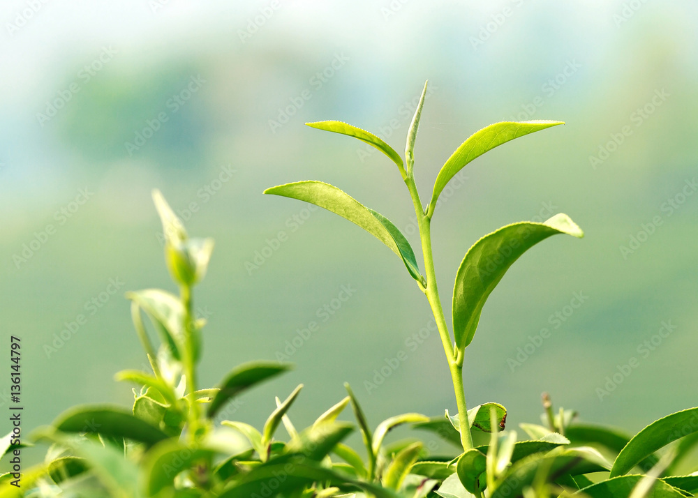 Close up of young green tea leaves in tea field