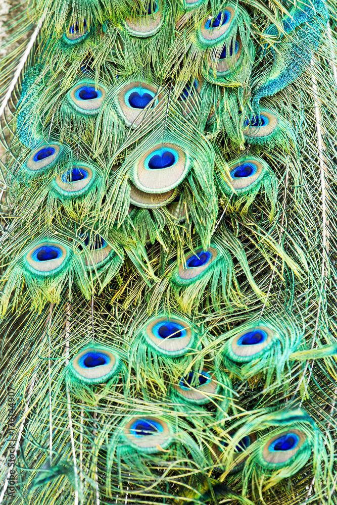 Fototapeta premium Colorful of green peacock feathers pattern