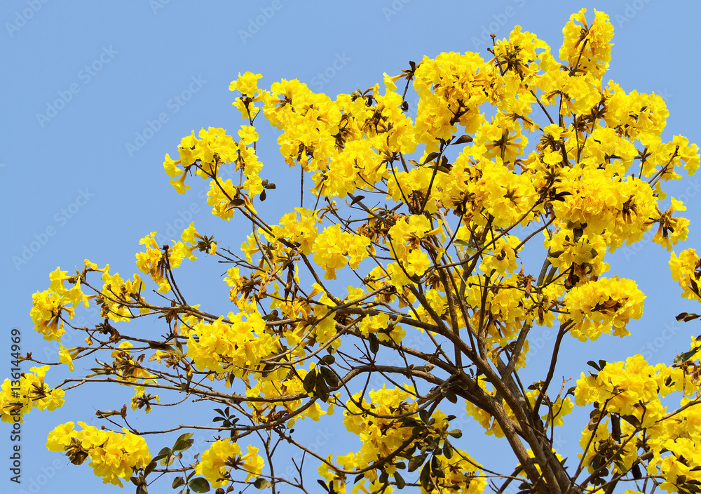 Tabebuia chrysotricha flowers blossom blue sky Tabebuia chrysotricha flowers blossom blue sky